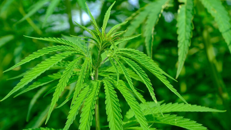 Augsburger GRÜNE begrüßen Cannabis-Legalisierung